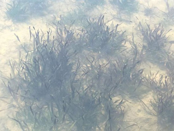 沉水植物苦草